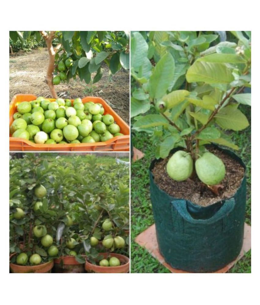     			Golden Hills Farm Dwarf Sweet White Guava/Psidium guajava Fast Growing 100 seeds with cocopeat