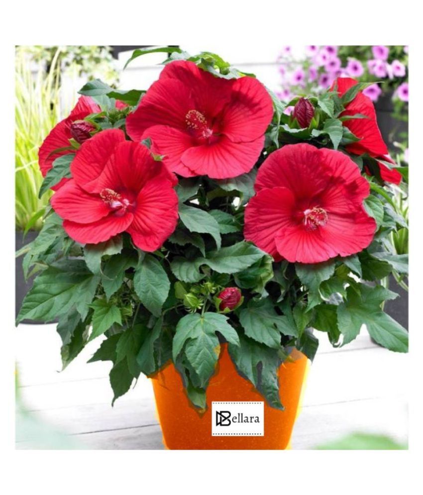 Hibiscus Plant Buy Hibiscus Plant Online at Low Price Snapdeal