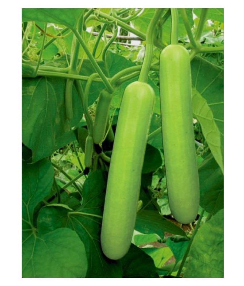     			BS SEEDS BOTTLE GOURD LONG SEEDS (PACK OF 20 SEEDS X 1 PACKET)+ Instruction Manual