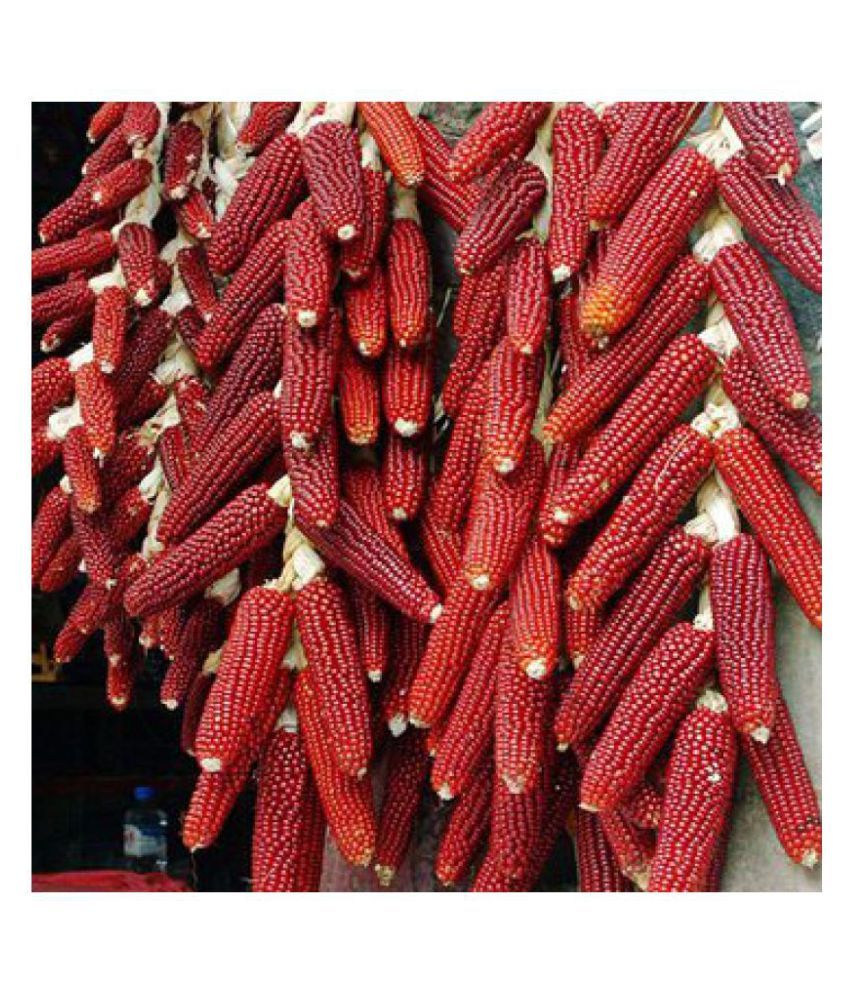 Bs Seeds Red Corn Maize Traditional Seeds 50 Seed Buy Bs Seeds Red Corn Maize Traditional Seeds 50 Seed Online At Low Price Snapdeal