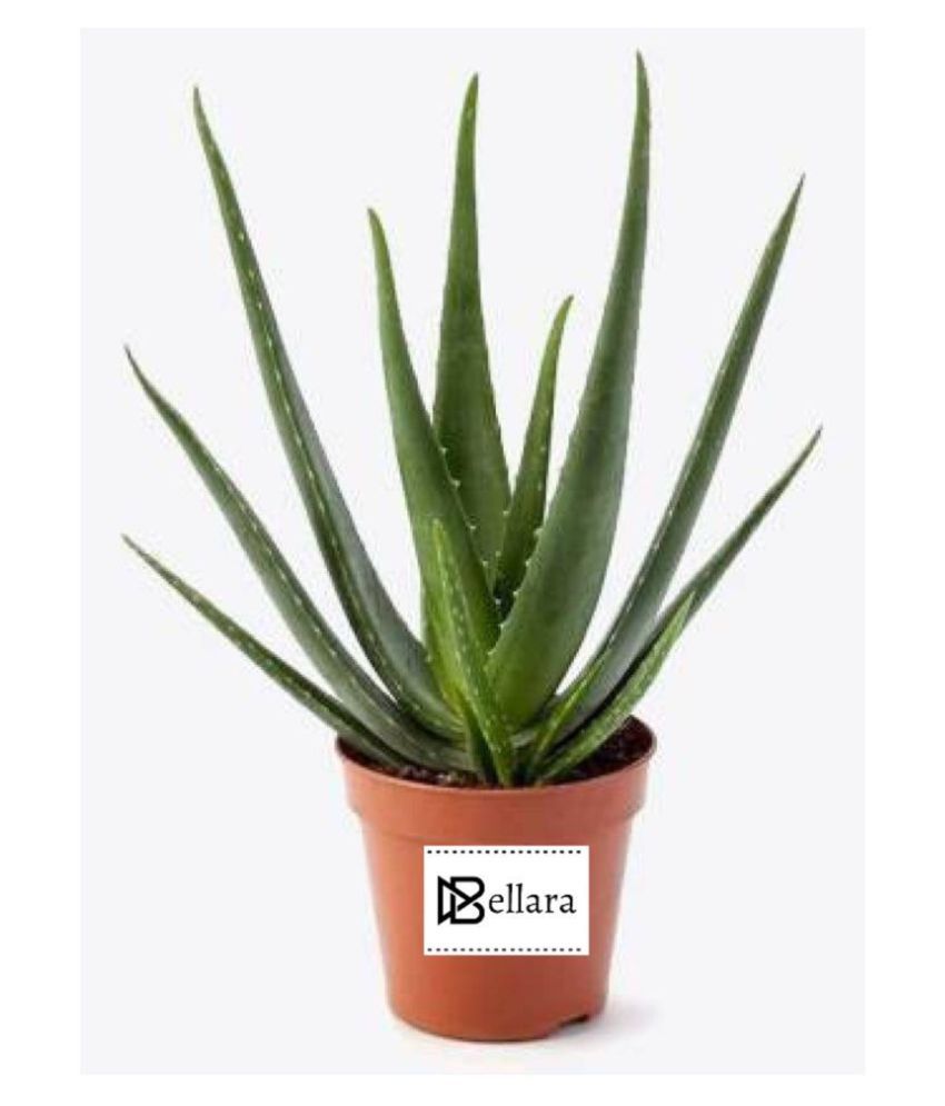Bellara Glowing Skin Aloe Vera Plant Buy Bellara Glowing