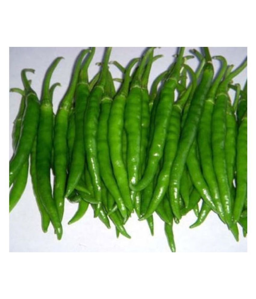     			Best Hybrid Chilli Seeds - 50