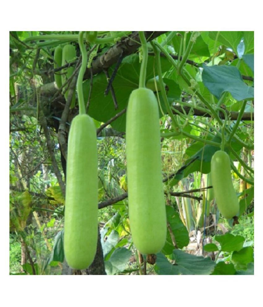     			Hybrid Bottle Gourd/Calabash Vegetable Seeds - 15