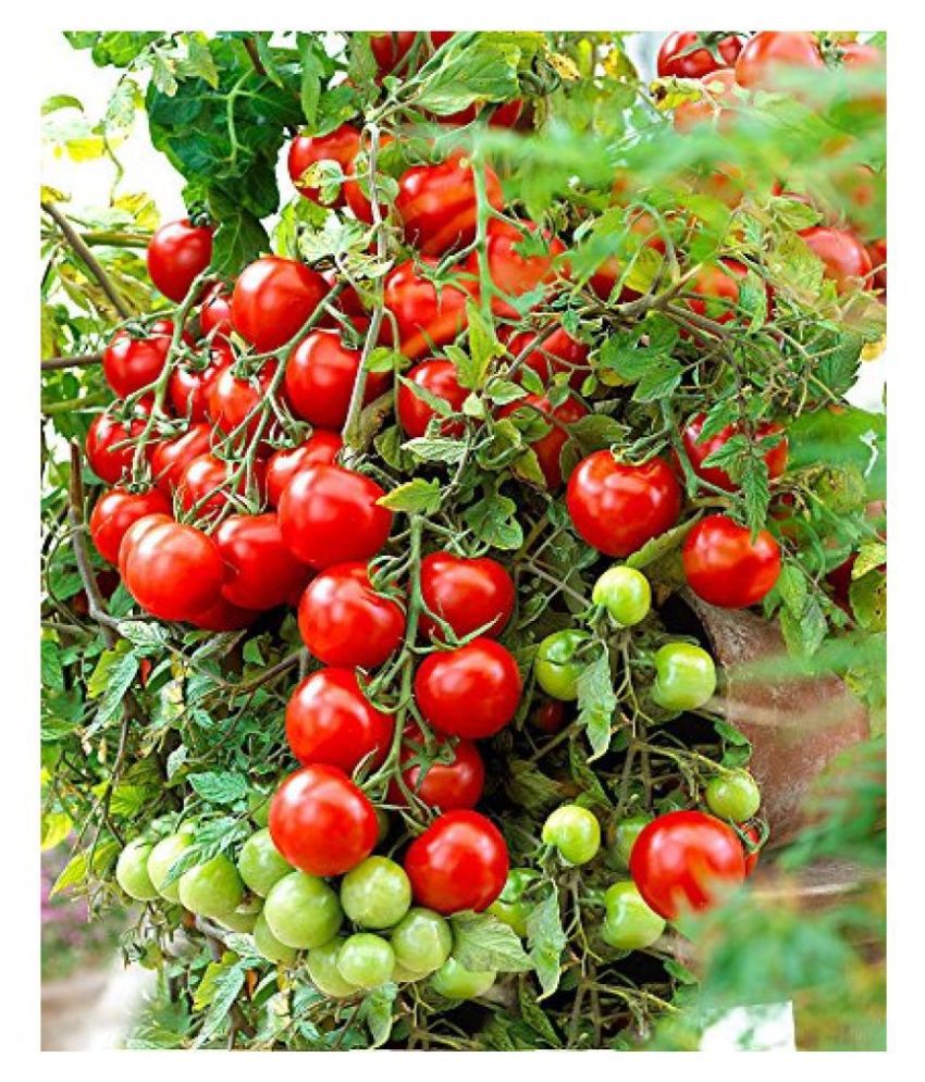     			Tomato Round - Desi Vegetable Seeds 50