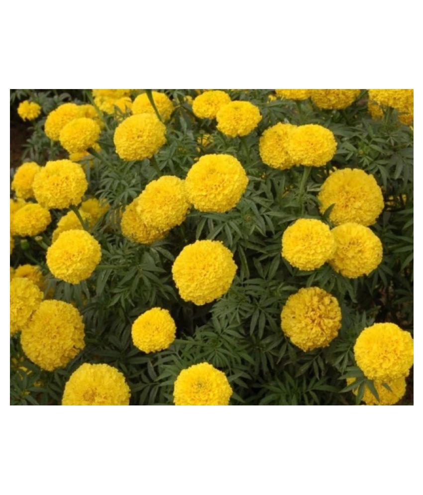     			Marigold Yellow High Germinated 50 Flower Seeds