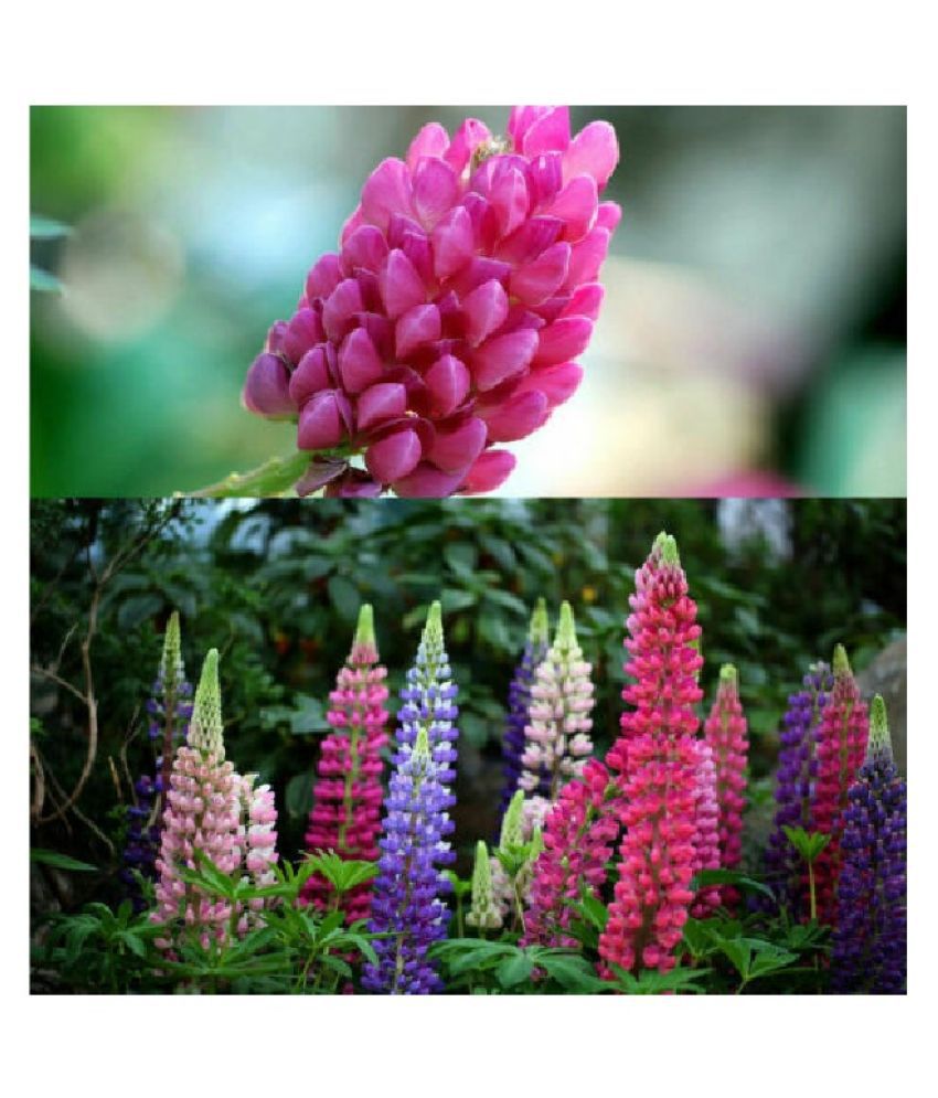     			PREMIUM LUPIN FLOWER MIX COLOR 20 SEEDS PACK WITH MANUAL