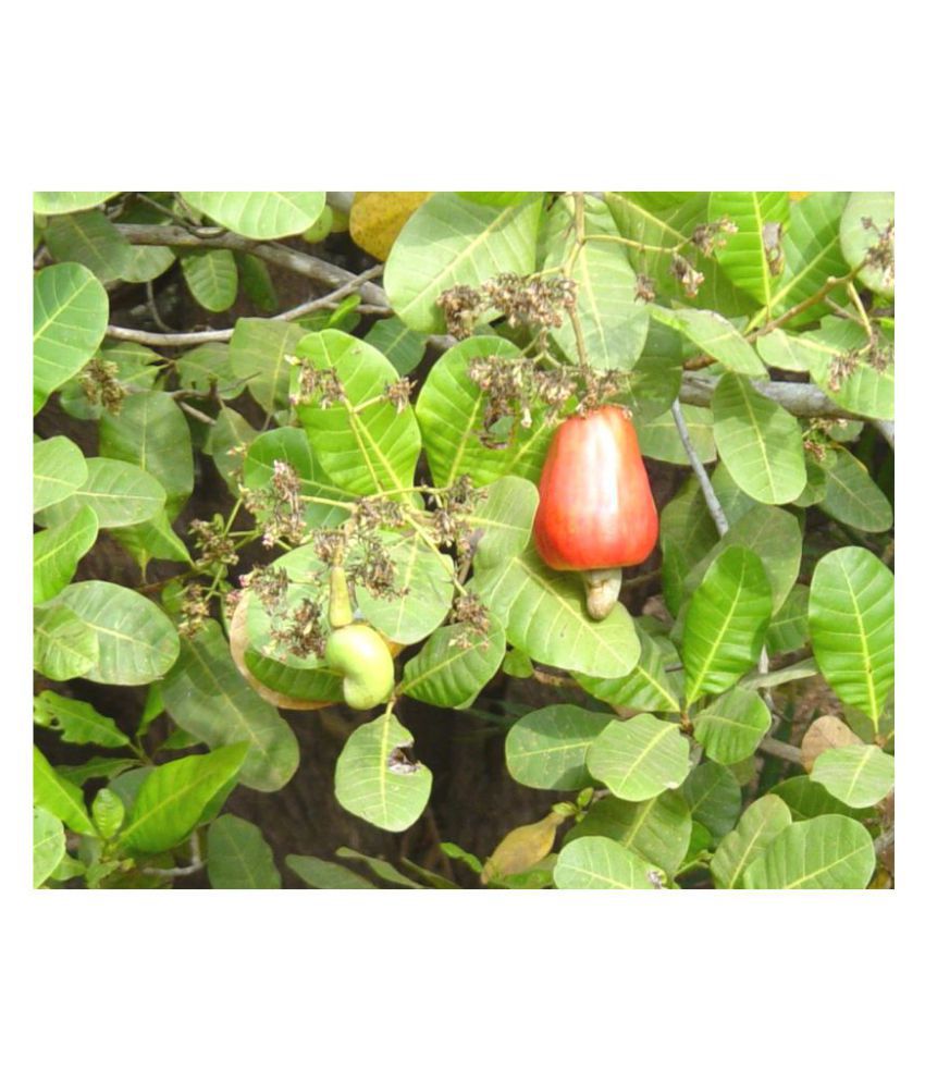     			Plantzoin Cashew Anacardium occidentale Kaju Live Plant
