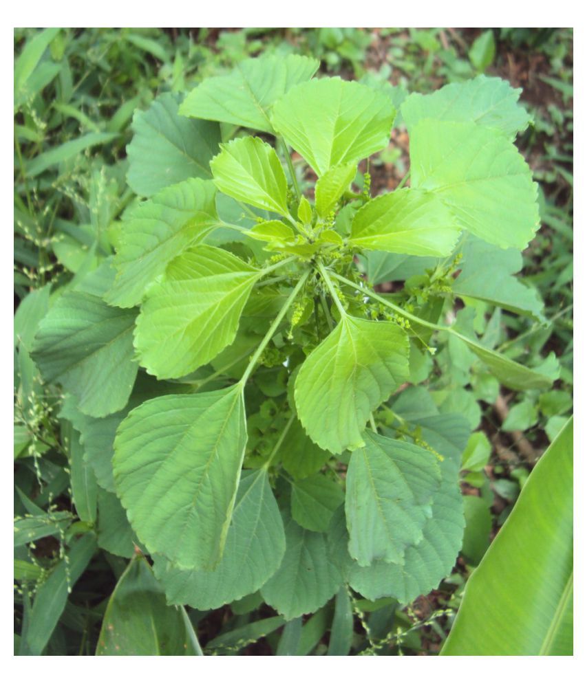     			Plantzoin Indian acalypha Kuppi Acalypha indica Copperleaf Indramarisha Live Plant
