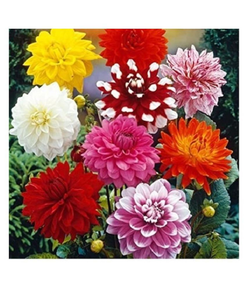 CLASSIC GREEN EARTH Giant Dahlia Flowered Deep Rose Flower Seeds with growing cocopeat