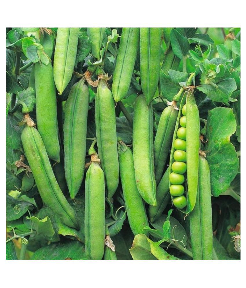     			F1 Hybrid Peas Vegetable Seeds ( 50 Seeds)