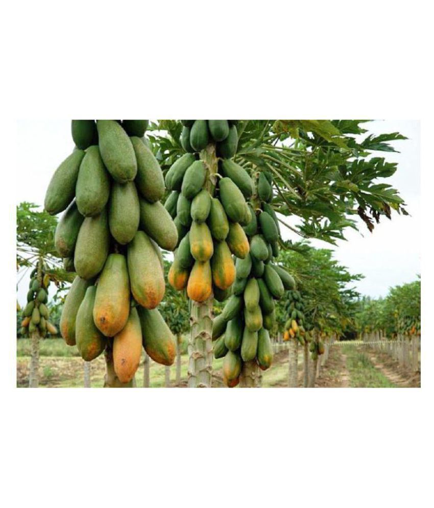 Hybrid Papaya seed ( 25 seed ) deshi seed Buy Hybrid Papaya seed