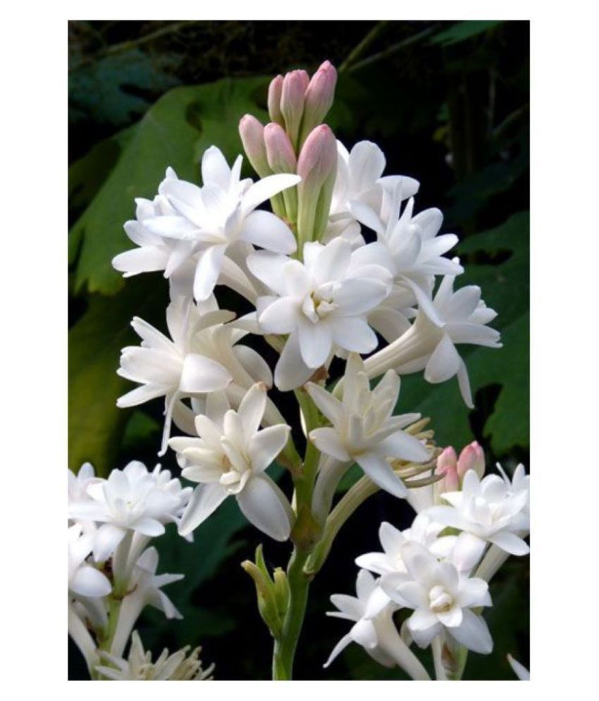     			Rajnigandha or Tuberose Flower Bulbs Double Flowering (White) - Pack of 10 Bulbs