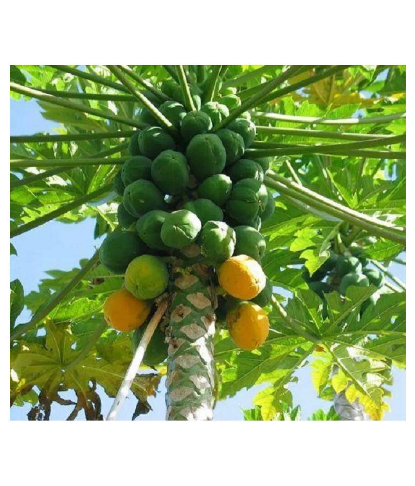     			Dwarf Carica Papaya Fruit Seeds Fruit Plant Seeds For Outdoor Bonsai Suitable Fruit Seeds