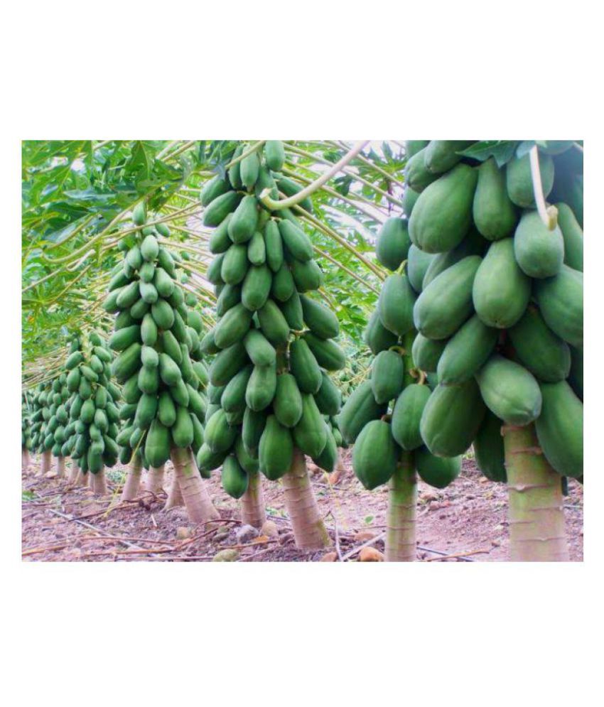     			homeagro Papaya F1 Hybrid Imported Fruit Seeds 50 seeds + Instruction Manual