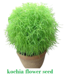 homeagro Kochia Bush Green Flower ( 20 - seed )Special for Home and Balcony Gardening