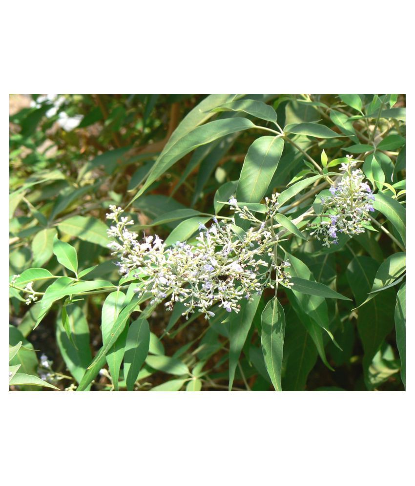     			Plantzoin Chaste Tree Nirgundi Vitex negundo Begunia Live Plant