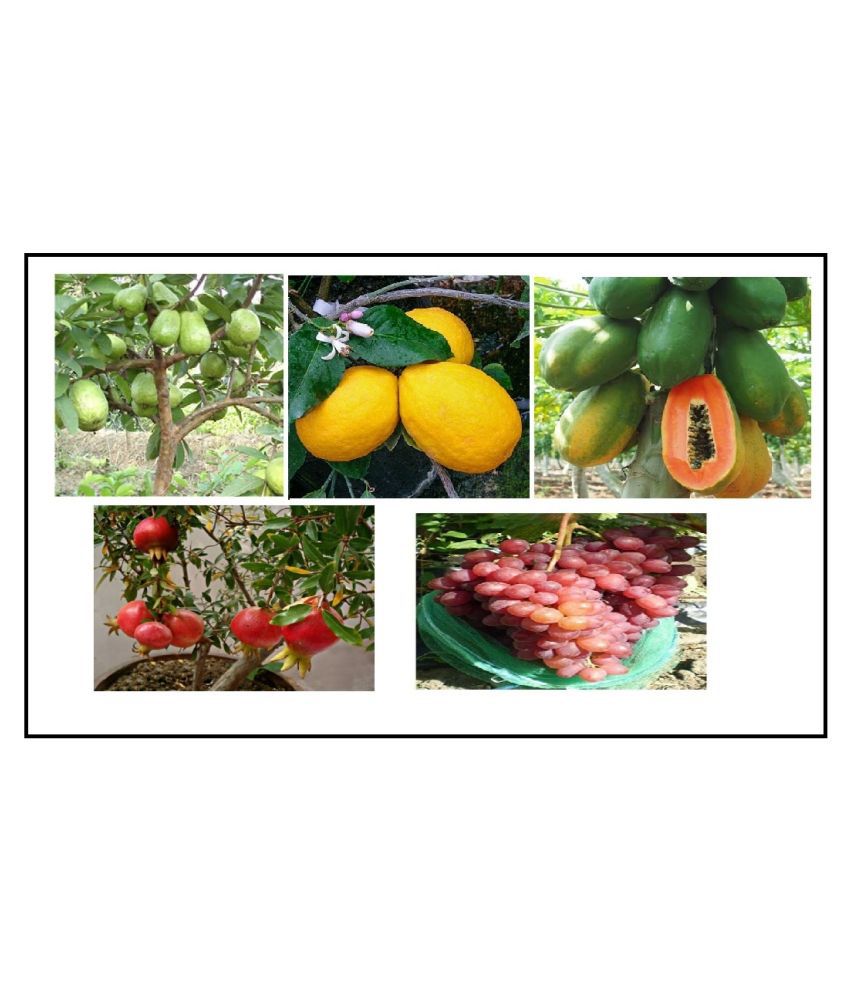     			DWARF 5 FRUIT SEEDS COMBO FOR HOME GARDENING 10-10 SEEDS OF EACH 1 WITH COCOPEAT AND MANUAL