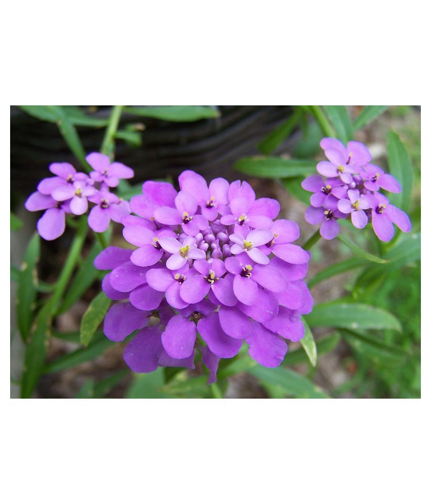 Candytuft Seeds Chandhi Taaph Flower Seeds Pack Of 30 Seeds Buy Candytuft Seeds Chandhi Taaph Flower Seeds Pack Of 30 Seeds Online At Low Price Snapdeal