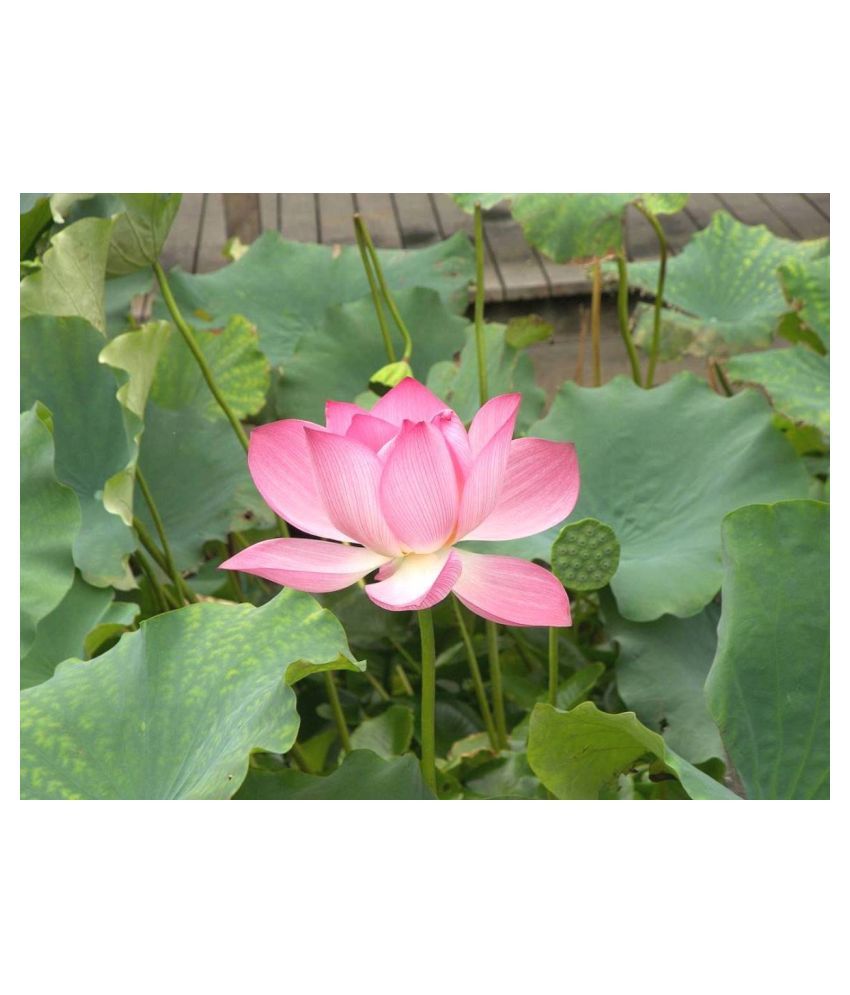 Plantzoin Lotus Kamal Nelumbo nucifera Padma Live Plant Buy Plantzoin