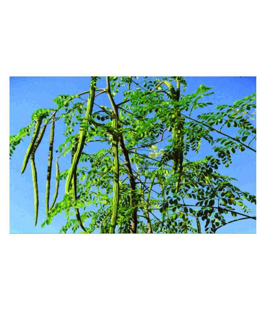     			Tamilnadu Country breed Variety Organic Moringa Oleifera 20 Seeds/Dried Drumstick