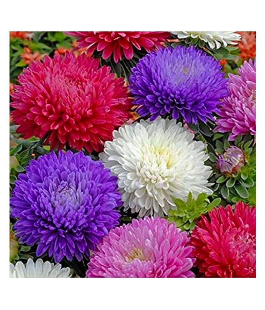     			Green Terrace : 50 Seeds of Premium Aster Mixed Winter Flowers