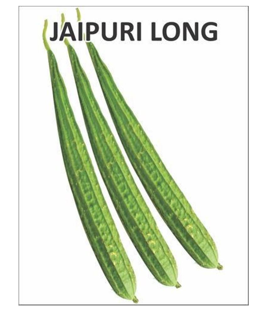     			Jaipur LongRidge Gourd 20 Seeds