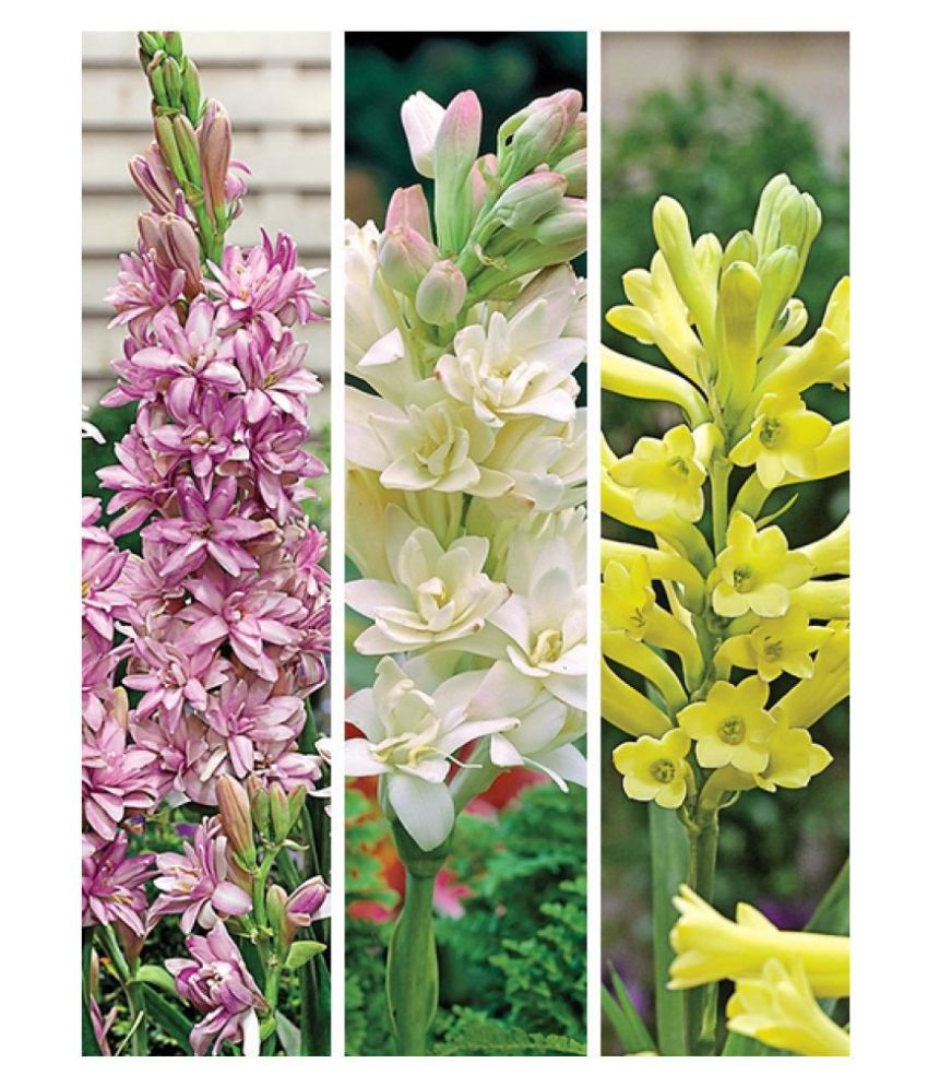 Rajnigandha Or Tuberose Flower Mix Colour Pack Of 10 Bulbs Buy Rajnigandha Or Tuberose Flower Mix Colour Pack Of 10 Bulbs Online At Low Price Snapdeal