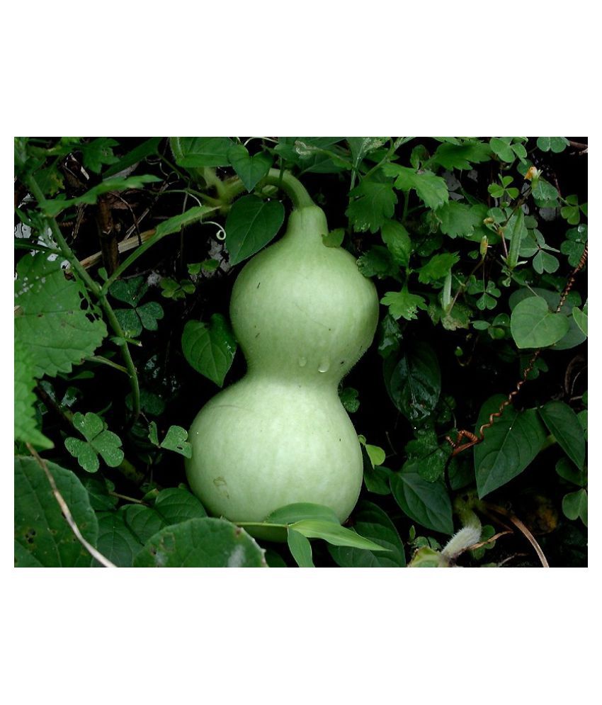     			Bottle Gourd Pusa Komal - Desi Vegetable 20 Seeds