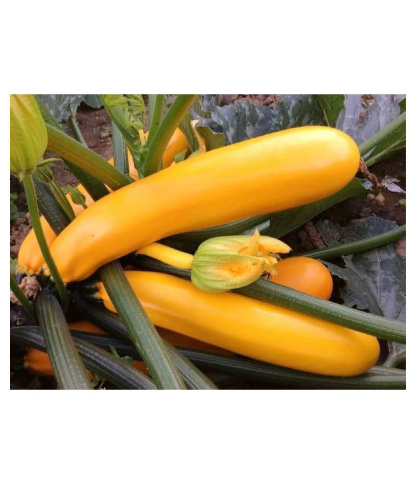     			Yellow Long Zucchini Summer Squash Seeds, Courgette, Marrow, Gourd Seeds 10