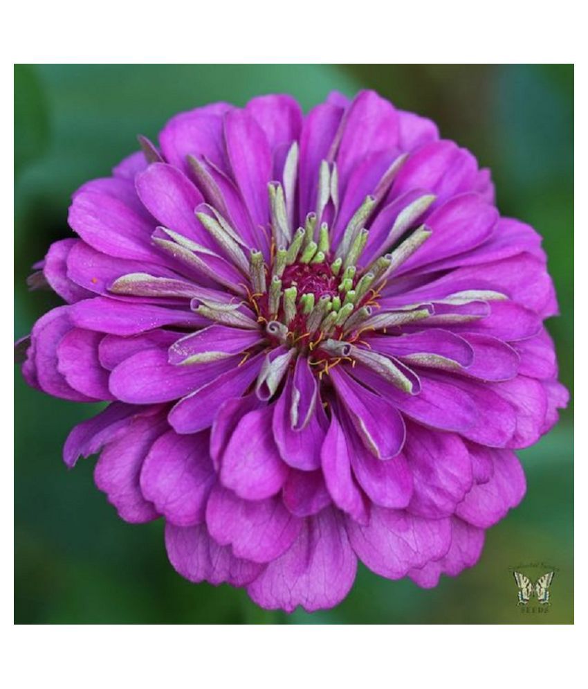     			Zinnia Purple (Double petal) Flower Seeds (Pack of 30 Seeds)