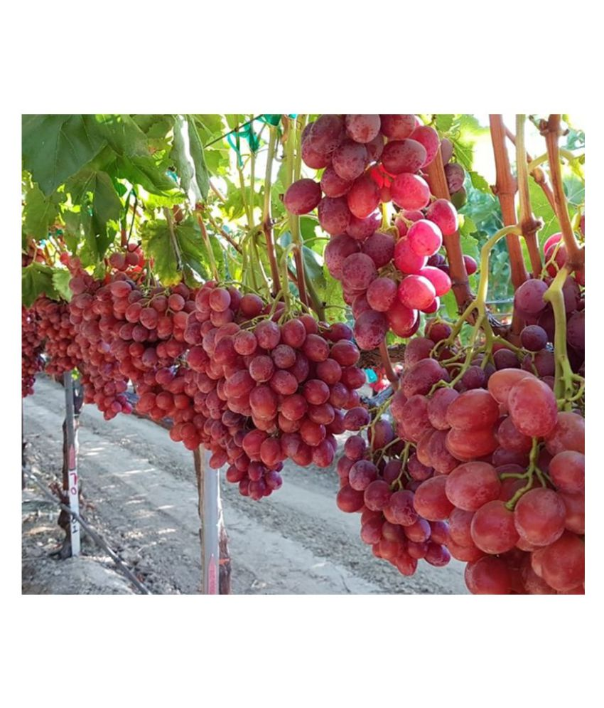     			Grape Seeds Fruit Plant Seeds For Home Garden Kitchen Garden- 20 seed