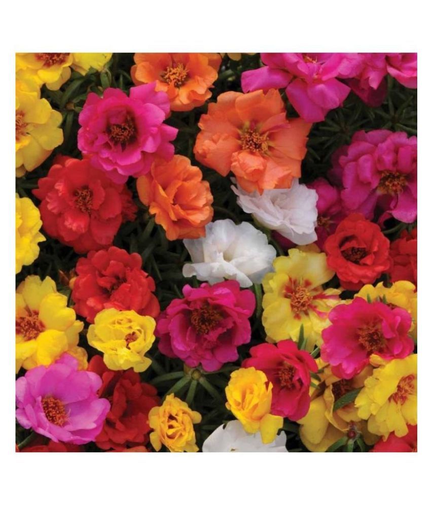     			Portulaca mixed flower seeds( 25+ seeds)