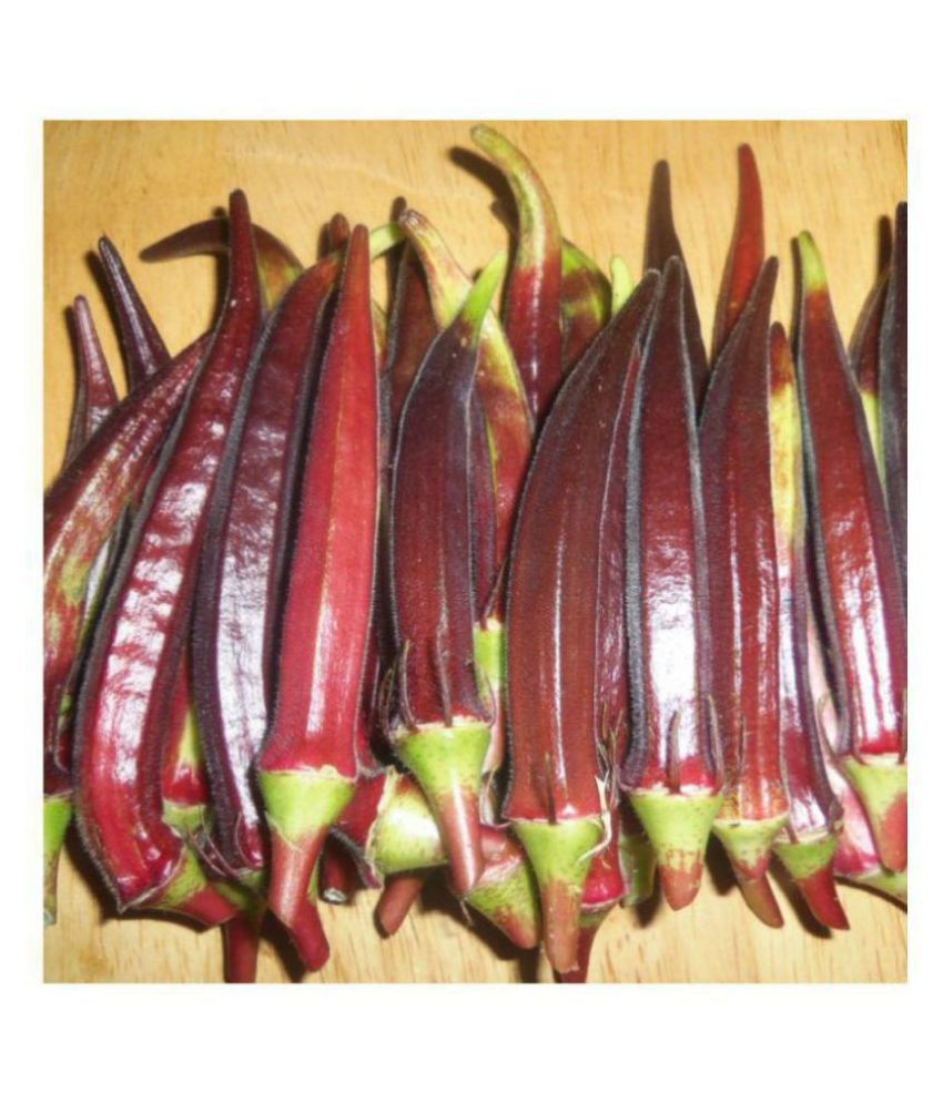     			BS SEEDS Green India Vegetables Okra/Bhindi Hybrid Seeds - 50 seeds/Pack