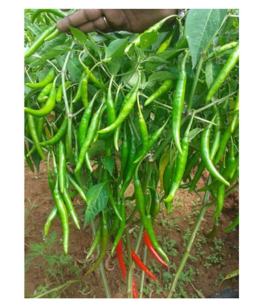     			F1 Hybrid Rare Thai Red Chilli Hot Pepper Seeds (50 Seeds Pack)