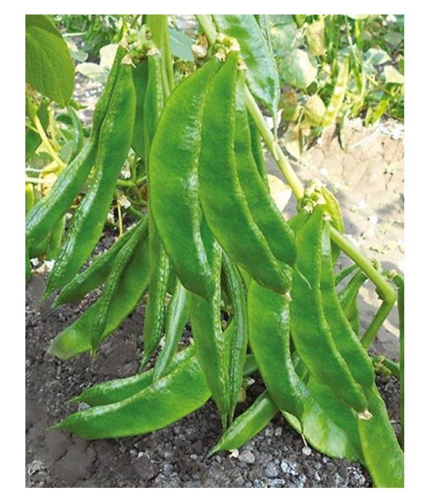     			Lablab Dolichos Bean Seeds Surti Papadi " Arka Amogh " High Yield Variety 30 Seeds