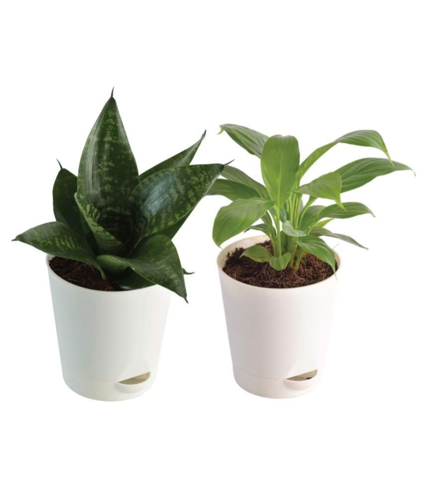     			Ugaoo Air Purifier Indoor Plants For Home With Pot - Sanseveria Green & Peace Lily