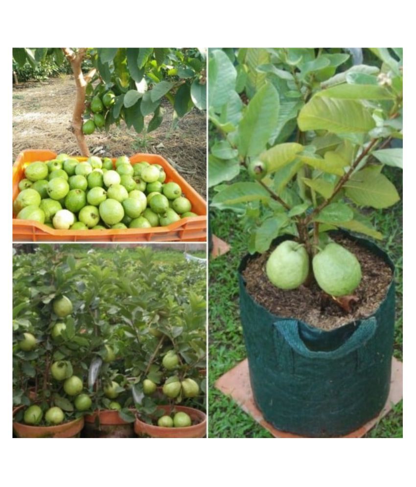     			Thailand Guava Seeds 100 - Thai Guava Fruit Plant Seeds with growing cocopeat