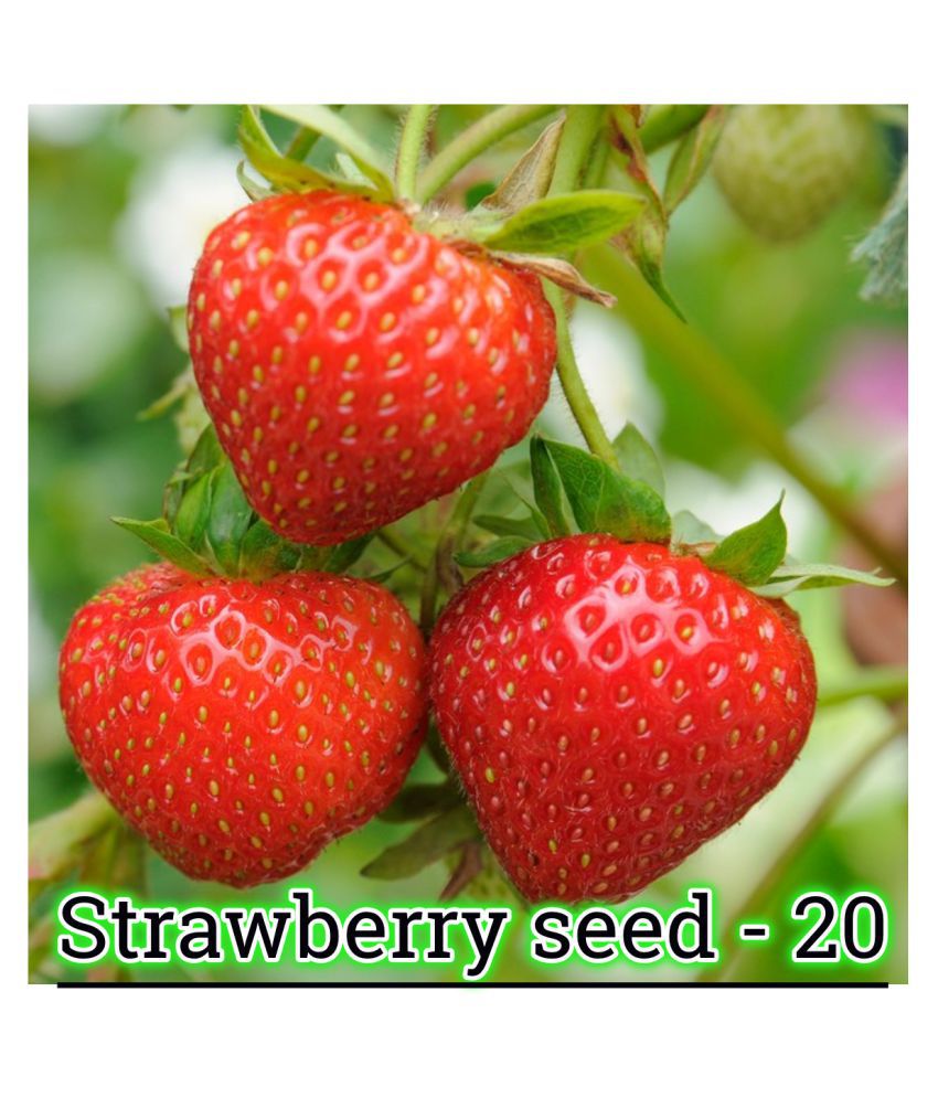     			Gardens Giant Strawberry Rubygem Dense, Upright, Everbearing Extra Large Fruit 20 Seeds