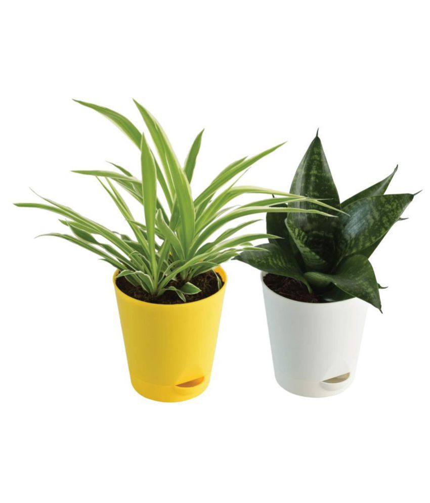     			Ugaoo Indoor Air Purifier Plants For Home With Pot - Spider Plant & Sanseveria Green
