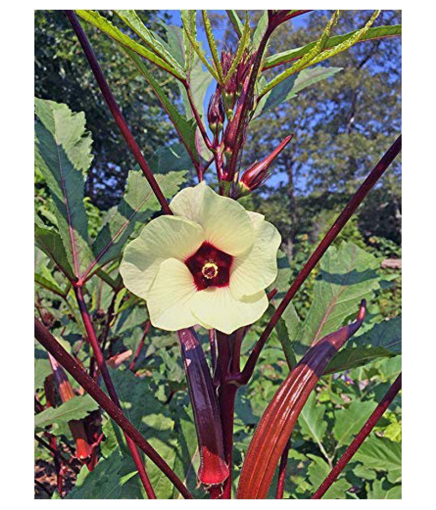 VXI667Bhindi Bhendi Vegetable Hybrid Okra Vegetable Seeds Buy ™ VXI