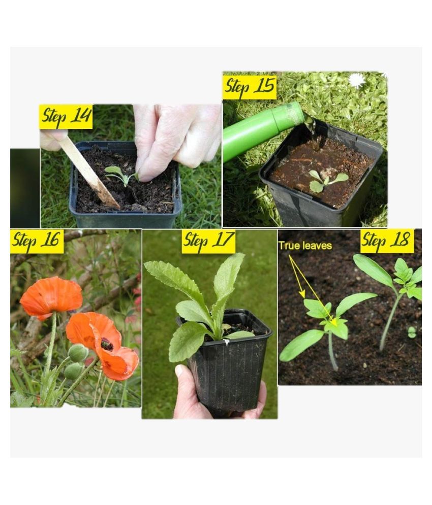 Iris Hybrid Vegetable & Fruit Seeds Combo of Watermelon (Samrat) and