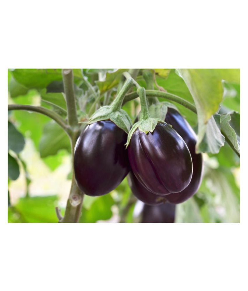     			Brinjal Purple long Organic Vegetable Seeds ( 50 seeds)