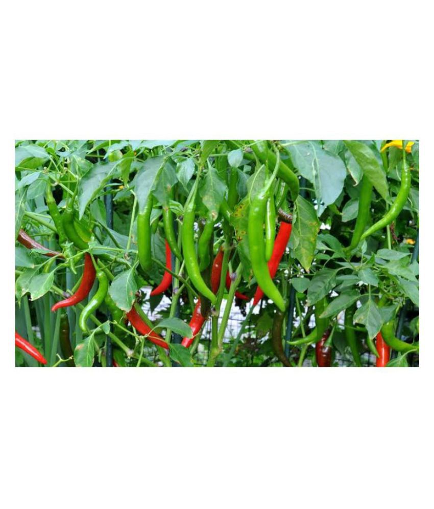     			Gardening Green Chilli Long Seeds Pack Seed(1 per packet - 50 seed )