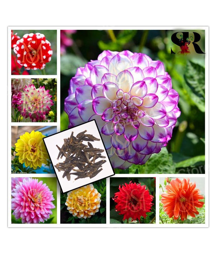 SR Dahlia Seed / Dahlia Hybrids Mixed Color Dahlia Flower Seeds Buy