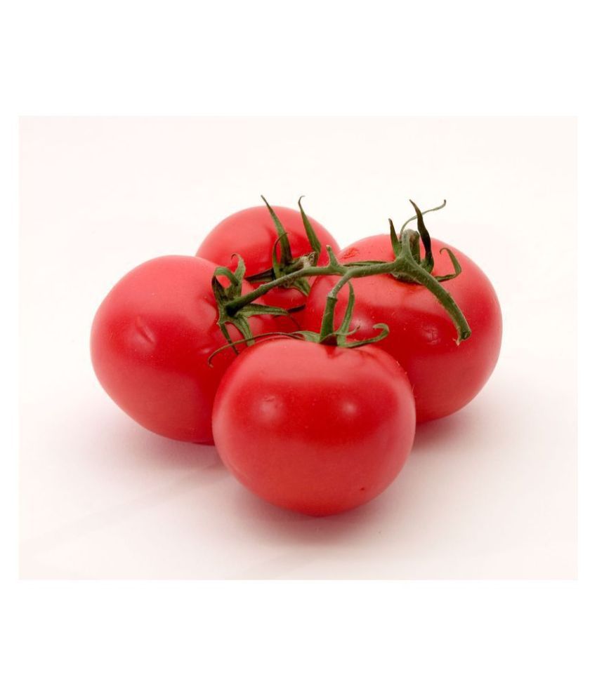     			Iris Hybrid Vegetable Seeds Tomato with Instruction Manual