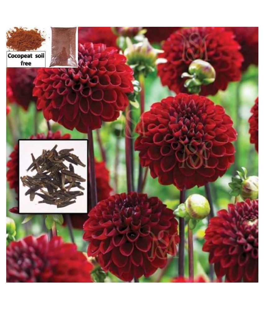     			Dalhia flower Mixed Color seed - 30 Seeds + cocopeat soil free