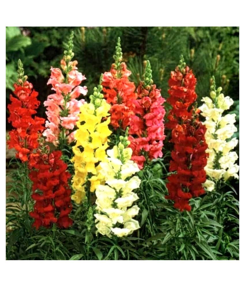 200 Premium Dragon flower Seeds Buy 200 Premium Dragon flower Seeds