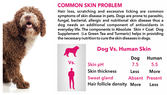Drools Absolute Skin + Coat Syrup- Dog Supplement, 300ml: Buy Drools Absolute Skin + Coat Syrup- Dog Supplement, 300ml Online at Low Price - Snapdeal Drools Absolute Skin + Coat Syrup- Dog Supplement, 300ml: Buy Drools Absolute Skin + Coat Syrup- Dog Supplement, 300ml Online at Low Price - Snapdeal