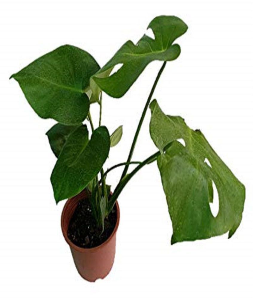 Monstera Swiss Cheese Plant Buy Monstera Swiss Cheese Plant Online at