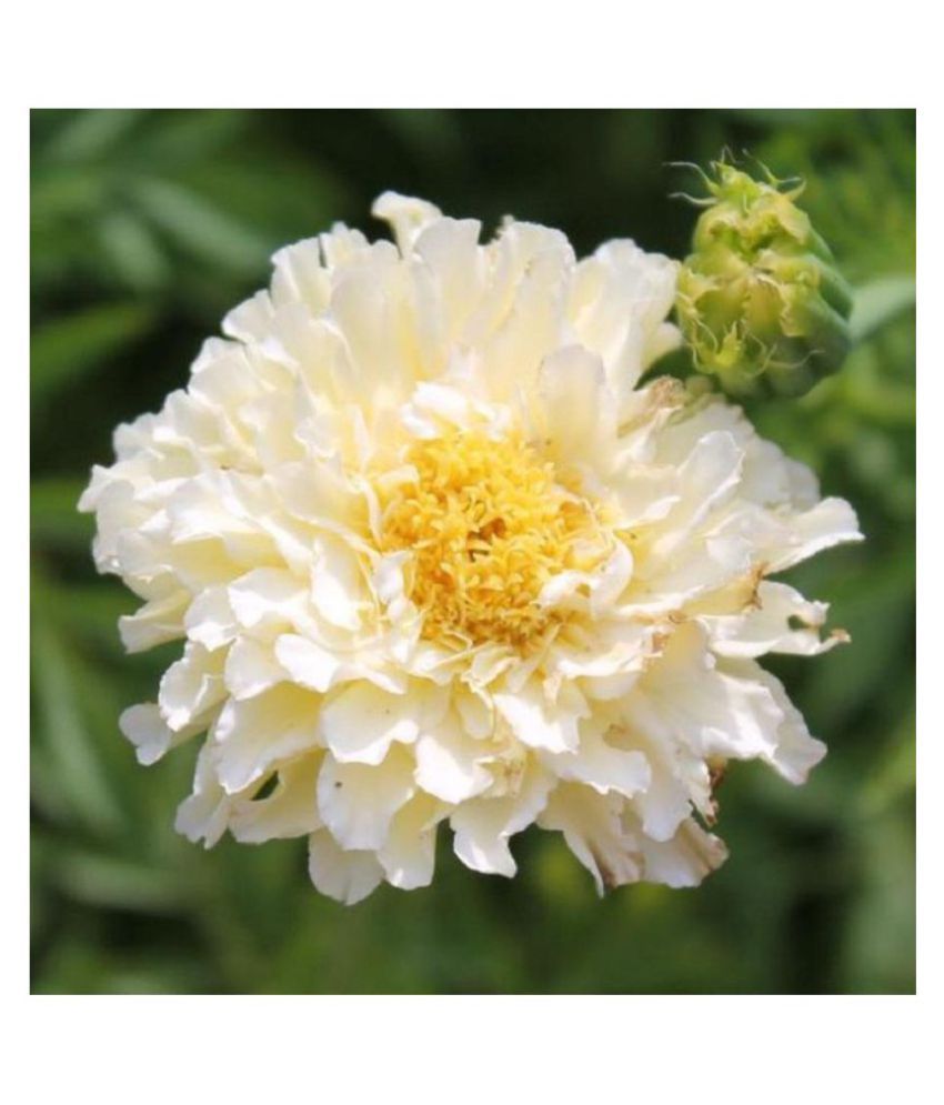     			Gulmohar Chrysanthemum White Bijilee Flower Seed Pack Of 30 Seeds